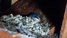 Barn Swallow in the nest