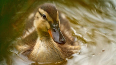 Mallard duckling