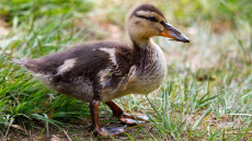 Mallard duckling