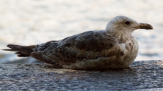 European Herring Gull juvenile