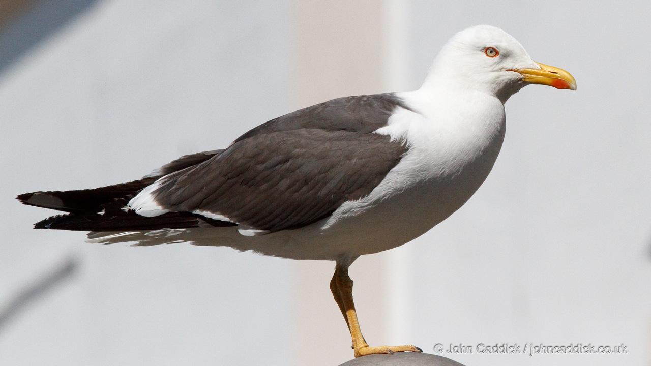 Lesser Black-backed Gull adult