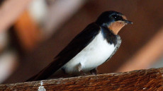Barn Swallow adult