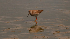 Common Redshank adult