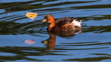 Little Grebe adult breeding plumage