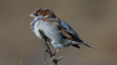 House Sparrow adult male