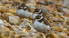 Common Ringed Plovers juvenile