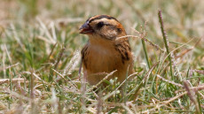 Pin-tailed Whydah