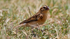 Pin-tailed Whydah adult female