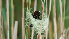 Thick-billed Weaver adult male