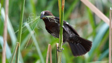 Thick-billed Weaver adult male