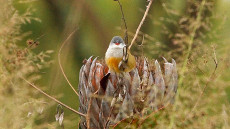 Yellow-bellied Waxbill
