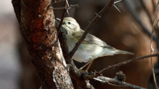 Willow Warbler