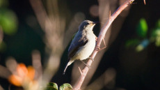 Miombo Double-collared Sunbird female