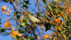 Miombo Double-collared Sunbird female