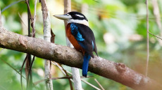 Rufous-bellied Kookaburra adult male