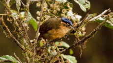 Blue-capped Ifrita