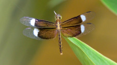 Neurothemis decora dragonfly male