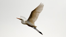 Great Egret