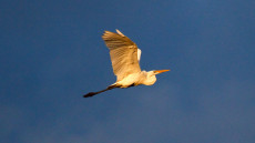 Great Egret