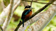 Rufous-bellied Kookaburra