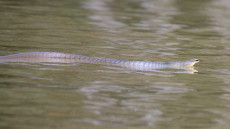 Water Snake