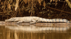New Guinea Crocodile