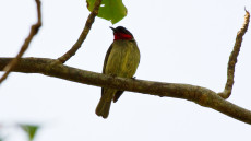 Sclater’s Myzomela