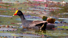 Dusky Moorhen adult