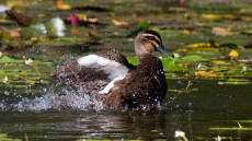 Pacific Black Duck adult