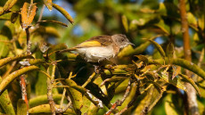 Rufous-banded Honeyeater