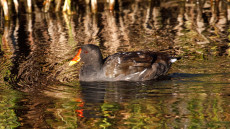 Common Moorhen adult