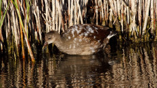 Common Moorhen juvenile