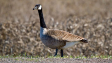 Canada Goose