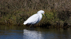 Snowy Egret