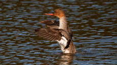Red-breasted Merganser