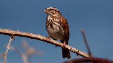 Song Sparrow