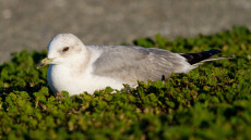 California Gull
