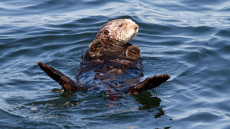 Sea Otter adult
