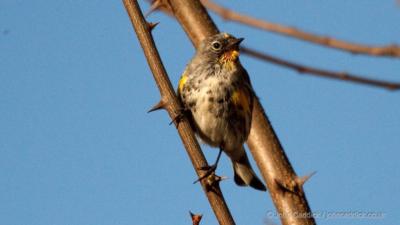Audubon’s Warbler