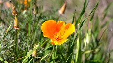 California Poppy