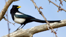 Yellow-billed Magpie