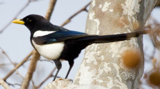 Yellow-billed Magpie
