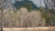 Yosemite National Park