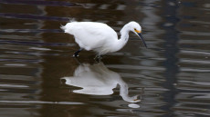 Snowy Egret