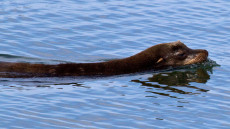 California Sea Lion