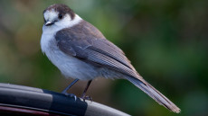 Grey Jay