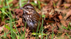 Song Sparrow