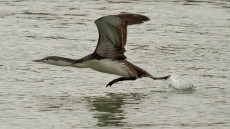 Red-throated Diver juvenile