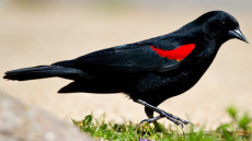 Red-winged Blackbird adult male