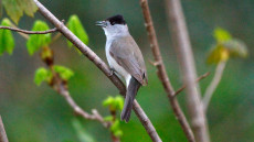 Eurasian Blackcap adult male